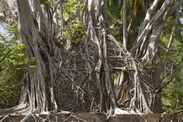 Руїни будинків кручений фікус коріння на острів Росса — стокове фото