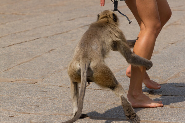 Long-tailed monkey grabs the leg of the temple visitor