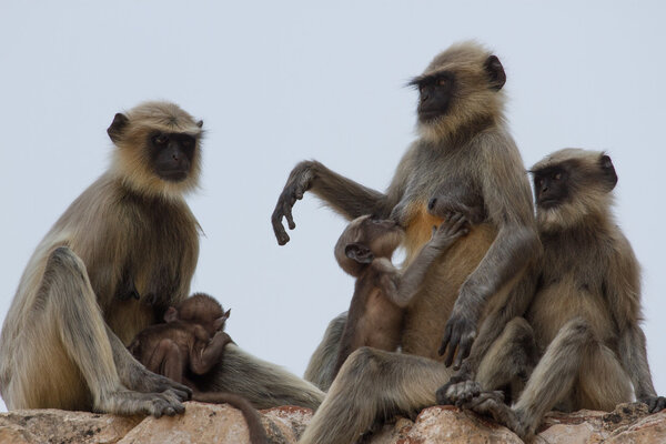 Long-tailed monkey family sitting on the wall of temple