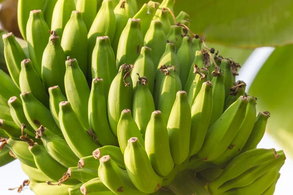 Wiązka bananów na plantacji bananów w Indiach. Banany na b — Zdjęcie stockowe