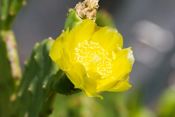 Flor de cacto beavertail — Fotografia de Stock