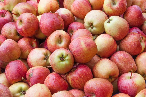 Red apple standing out from large group of green apples. — Stock Photo, Image