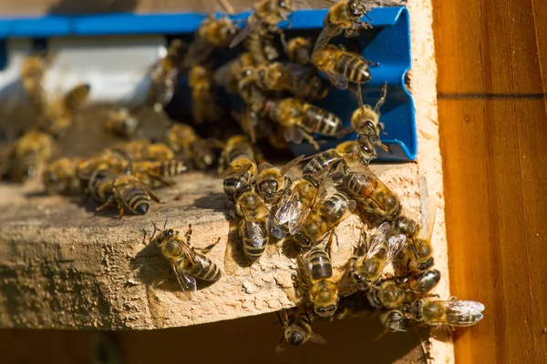Κυψέλη. Μακροεντολή πυροβολισμό των μελισσών σμήνη σε μια κηρήθρα — Φωτογραφία Αρχείου