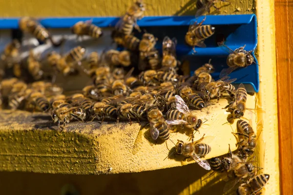 Bienenstock. Makroaufnahme von Bienen, die auf einer Wabe schwärmen — Stockfoto