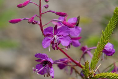 Mor Alp Fireweed. Çiçek açması sally bloom
