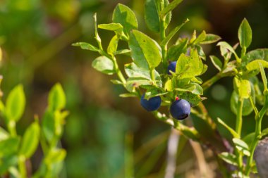 Bilberry makro bitki ormanda 