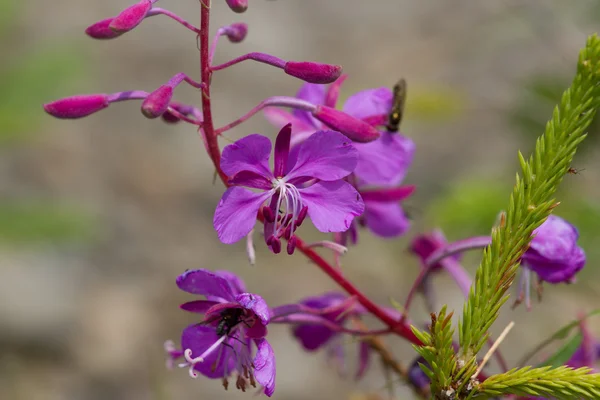 Purple Alpine Fireweed.  Blossoming sally bloom — Stock Photo, Image
