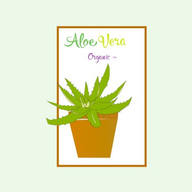 Aloe vera bitki kahverengi tencerede