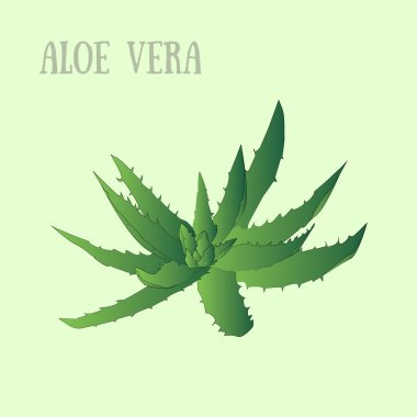 Vektör aloe vera tencerede