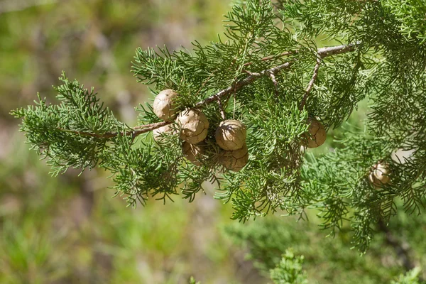 Cones on the branch of cypress in a cypress forest in the Mediterranean — Stock Photo, Image