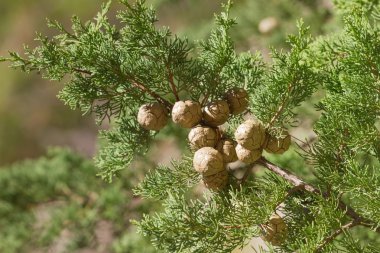 Cypress ın Akdeniz servi ormanı dalı üzerinde koni