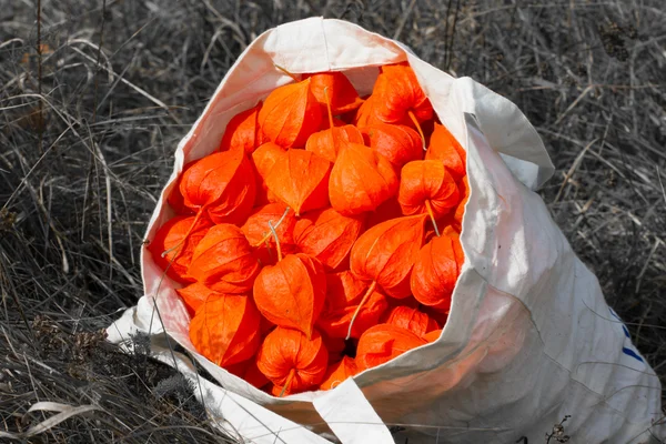 Groselha-espinhosa vermelha. Fundo laranja fundo physalis maduro no saco. Colheita . — Fotografia de Stock