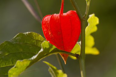 Kırmızı renk olgun physalis doymuş. Kırmızı pelerin bektaşi üzümü