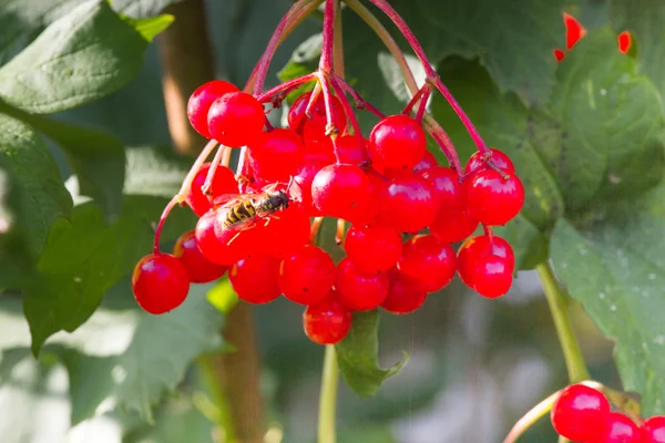 Macro photo of the red berries of viburnum. Viburnum  - symbol of Ukraine. — Stock Photo, Image