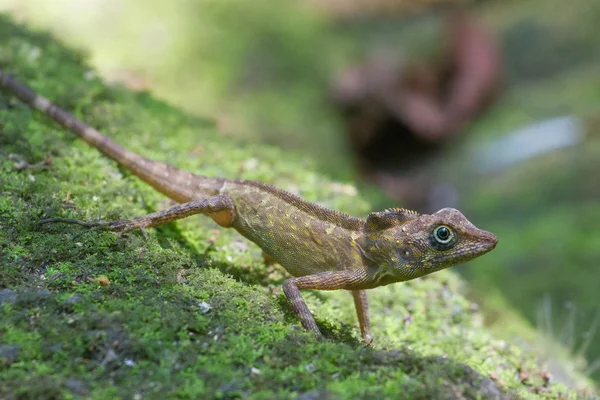 Wild green dragon in tropical rain forest — Stock Photo, Image