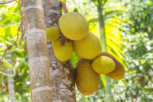 Breadfruit drzewo w dżungli. Owoce w ogrodzie — Zdjęcie stockowe