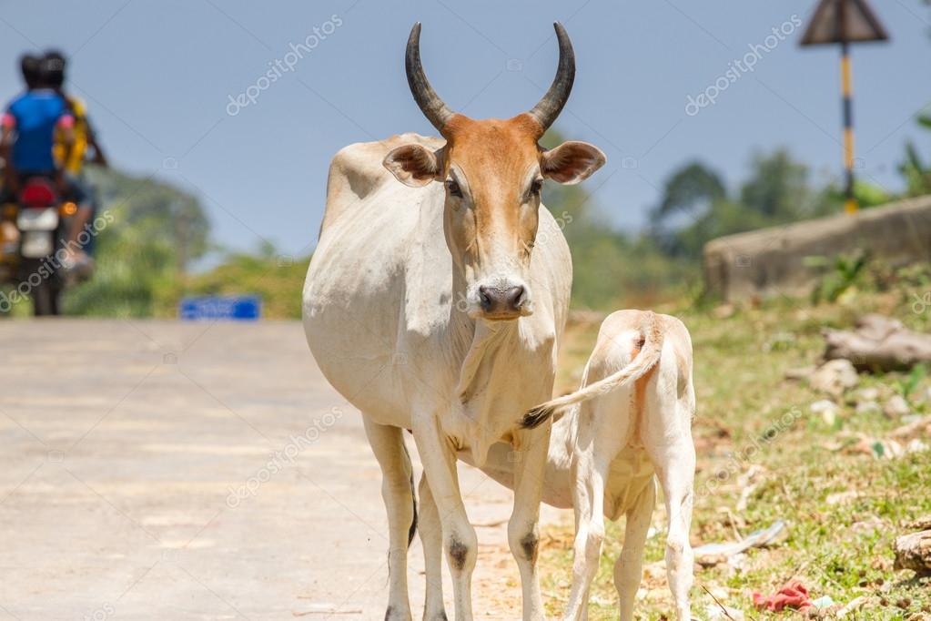 Indian Cow And Milk