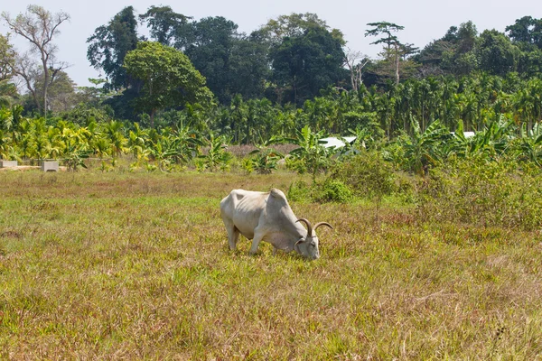 Светлая корова пасется на поле в Индии — стоковое фото