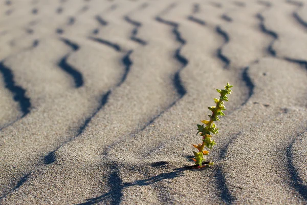 Planta que brota en el desierto del Sahara. Brotar en el desierto . —  Fotos de Stock