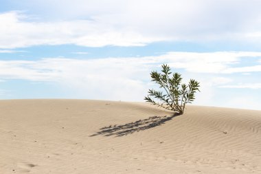 Çölde çimlenme bitki. Çölde Filiz.