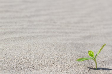 Çölde çimlenme bitki. Çölde Filiz.