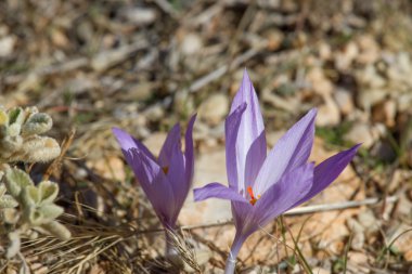 Mor bahar crocus. Türkiye'de, elmalı sonbahar dağlar çiçek