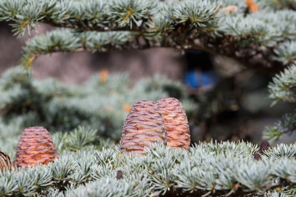 Cedr libański pinecone w lesie w górach, Turcja — Zdjęcie stockowe