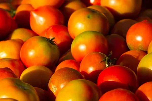 Bakgrund av grupper av mogen tomat marknaden. Jordbruk — Stockfoto
