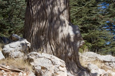 Ardıç ormandaki bagajında. Ağaç makro
