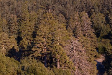 Lübnan sedir süper dağlarda ormandaki