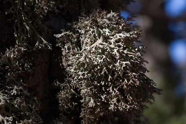 Tallo di Evernia prunastri Lichen Turchia, Elmali . — Foto Stock