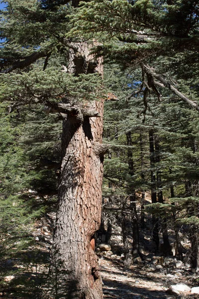 O tronco de um cedro em floresta . — Fotografia de Stock