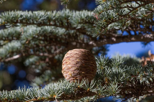 Cedr libański pinecone w lesie w górach, Turcja — Zdjęcie stockowe