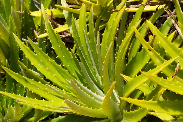 Leaves of medicinal aloe vera plant — Stock Photo, Image