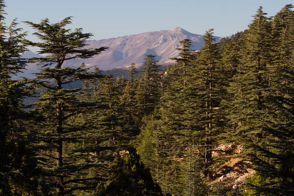 Cono de cedro libanés en el bosque en las montañas — Foto de Stock