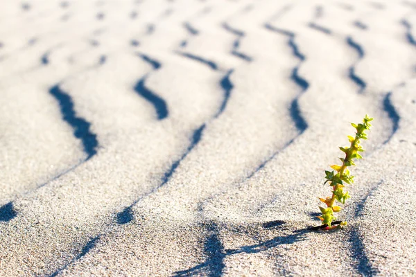 Planten kiemen in de woestijn in de Sahara. Ontkiemen in de woestijn. — Stockfoto