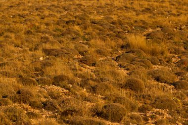 Dağ manzarası, Türk iyi toplayan. Alp bitki örtüsü. Tundra