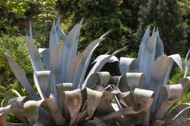 Mavi agav tekila peyzaj Botanik Bahçesi Lloret de Mar, İspanya.