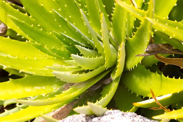 Leaves of medicinal aloe vera plant — Stock Photo, Image