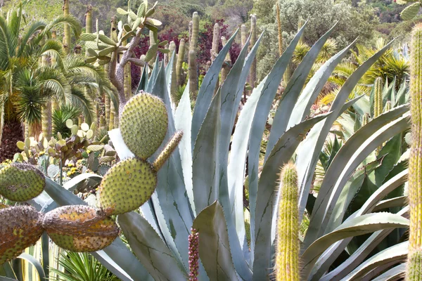 Paisaje de tequila de agave azul en el jardín botánico de Lloret de Mar, España . — Foto de Stock