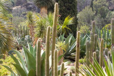Cereus arka planda Botanik Bahçesi 