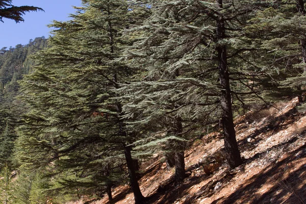 Sedir orman toprak yol. Dağ yolu, Türkiye