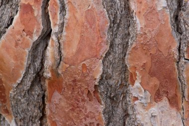 çam kabuğu arka plan.