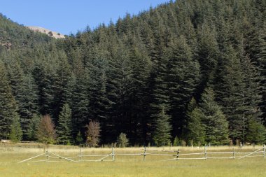 Yayla yayla sedir orman içinde. Dağ yolu, Türkiye
