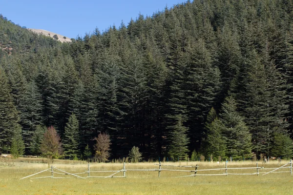 Altopiano delle Highlands nella foresta di cedro. Strada di montagna, Turchia — Foto Stock