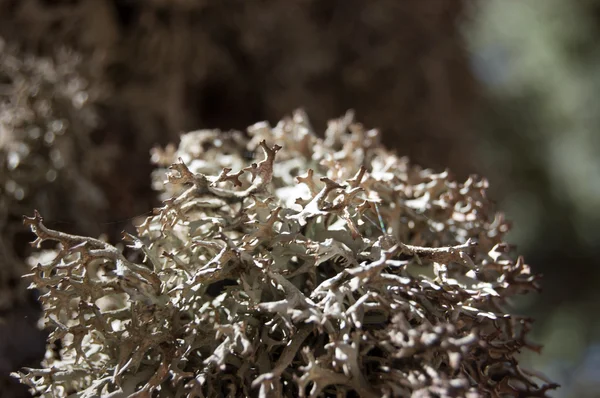 Tallo di Evernia prunastri Lichen Turchia, Elmali . — Foto Stock