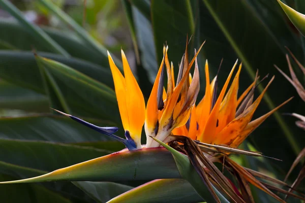 Flor floreciente de Strelitzia reginae tropical — Foto de Stock
