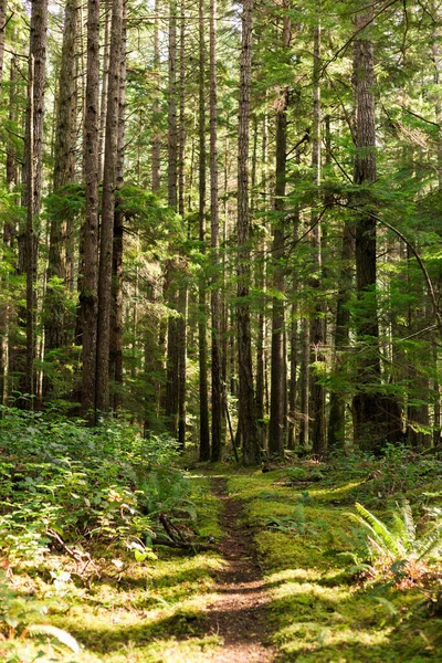 Trail Mossy Forest Cortes Island — Stock Fotó