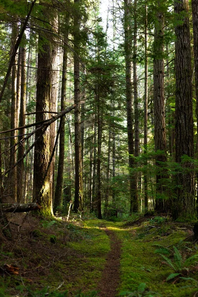 Trail Mossy Forest Cortes Island — Stock Photo, Image