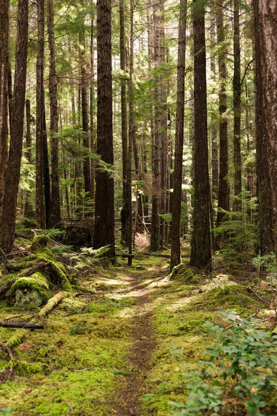 Trail Mossy Forest Cortes Island — Stock Fotó